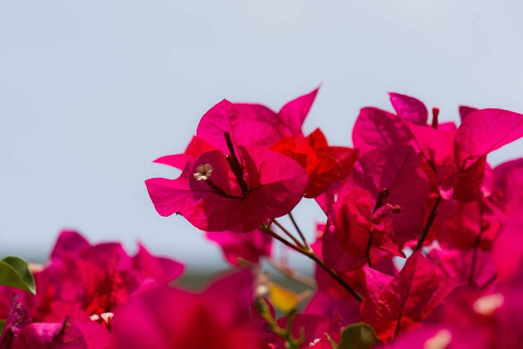 Hotel Bougainvillea San Jose Santo Domingo De Heredia Exterior foto